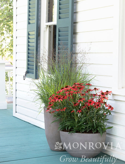 Panicum | Shenandoah Switchgrass - 1 Gallon