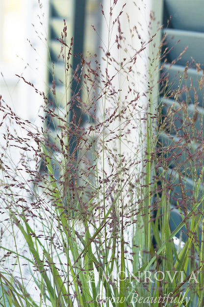 Panicum | Shenandoah Switchgrass