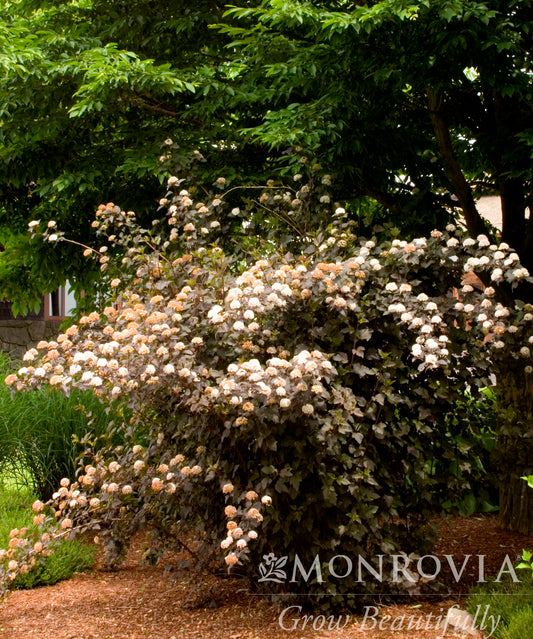 Physocarpus | Diabolo Ninebark