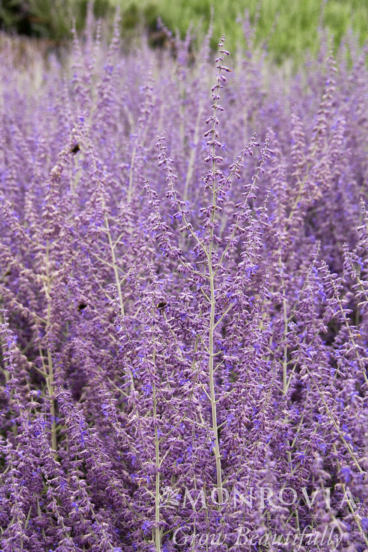 Perovskia | Russian Sage