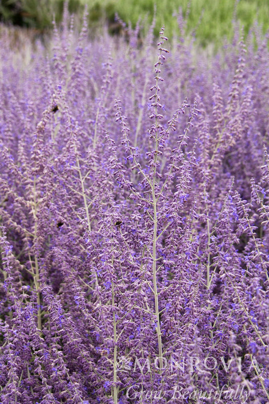 Perovskia | Russian Sage - 1 Gallon