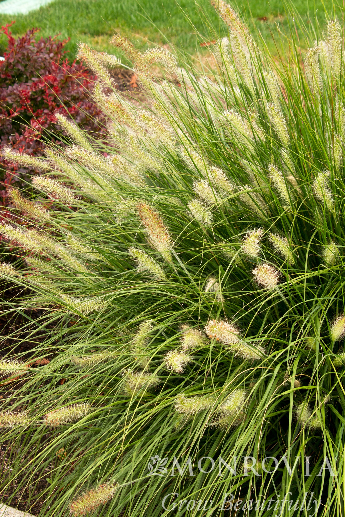 Pennisetum | Dwarf Fountain Grass