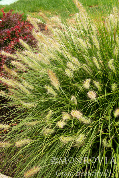 Pennisetum | Dwarf Fountain Grass