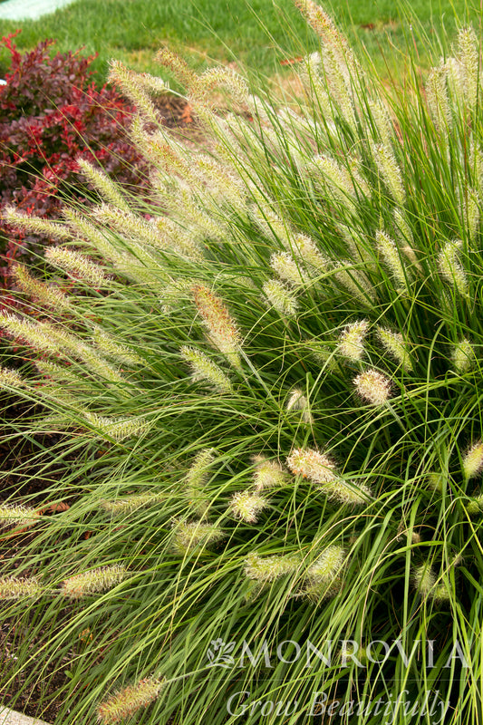 Pennisetum | Dwarf Fountain Grass