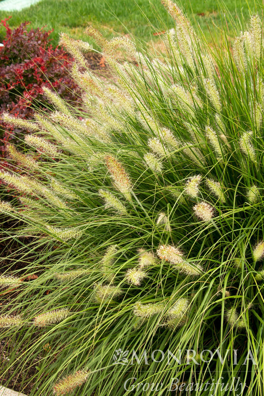 Pennisetum | Dwarf Fountain Grass - 2 Gallon