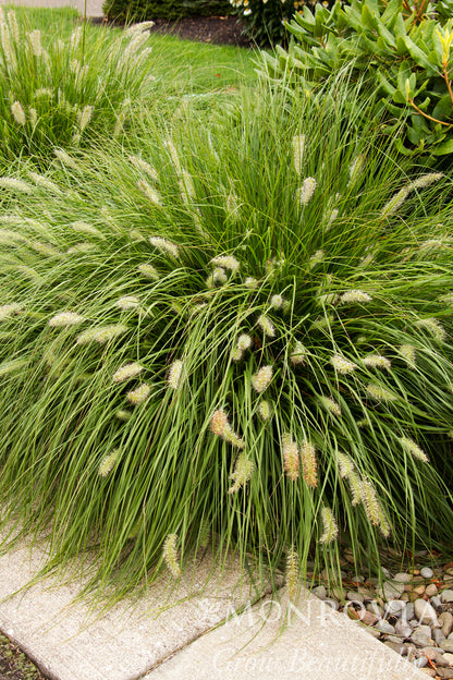 Pennisetum | Dwarf Fountain Grass