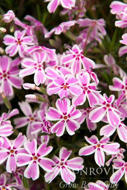 Phlox | Candy Stripe Creeping Phlox