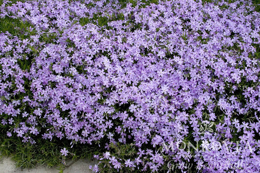 Phlox | Emerald Blue Creeping Phlox - 1 Quart