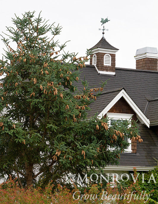 Picea | Norway Spruce - 3 Gallon