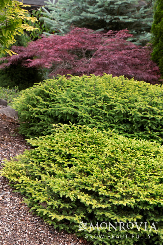 Picea | Bird's Nest Spruce - 2 Gallon