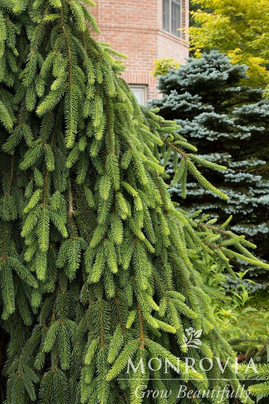 Picea | Weeping Norway Spruce | Staked High - 10 Gallon