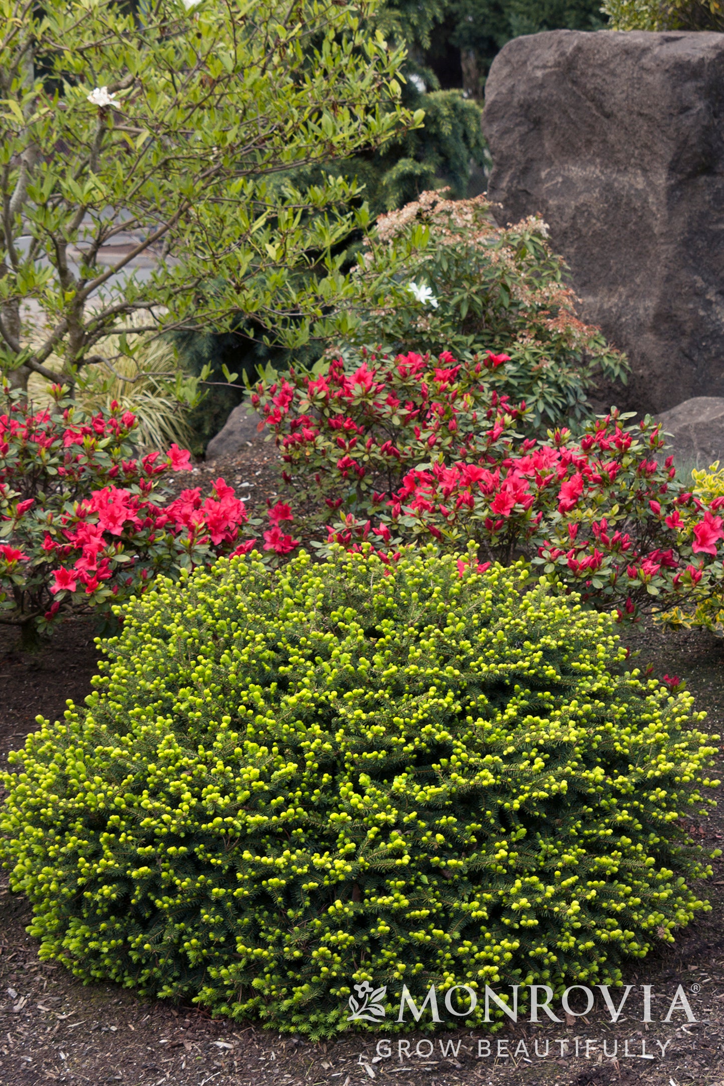 Picea | Dwarf Norway Spruce