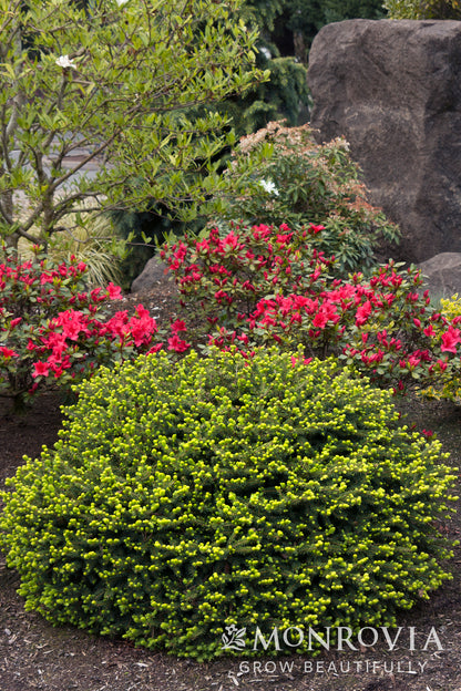 Picea | Dwarf Norway Spruce