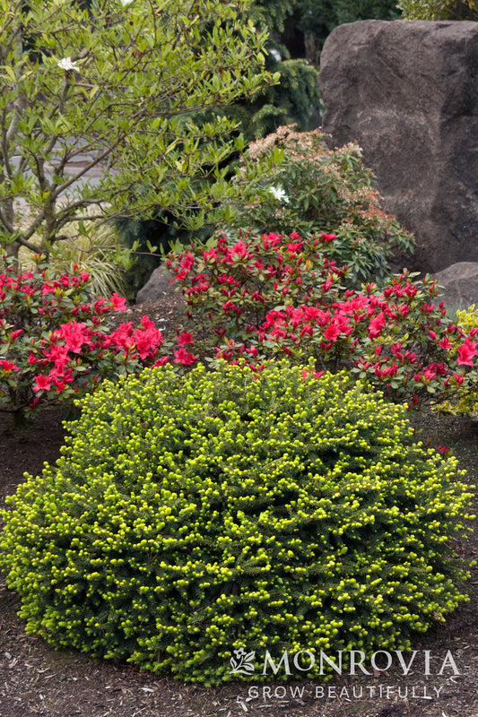 Picea | Dwarf Norway Spruce