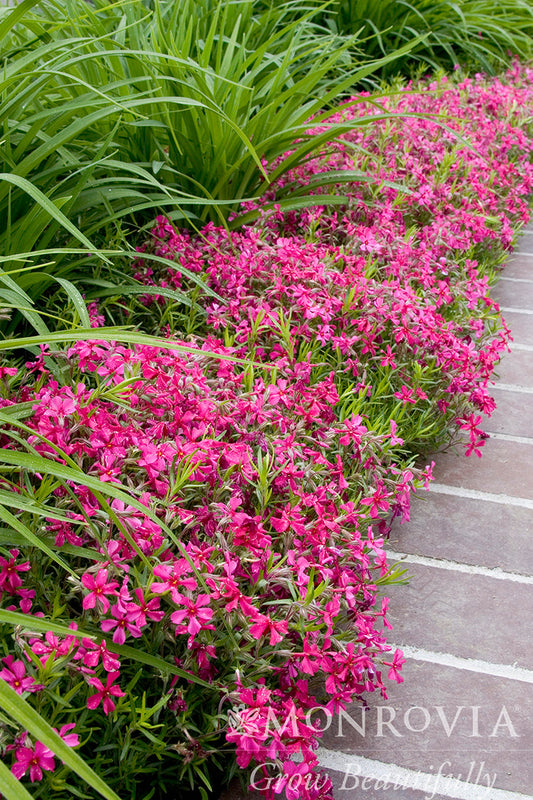 Phlox | Red Wings Creeping Phlox - 1 Quart