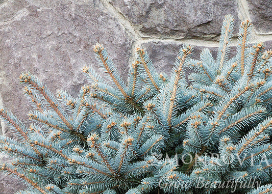 Picea | Globe Blue Spruce | Tree Form - 5 Gallon