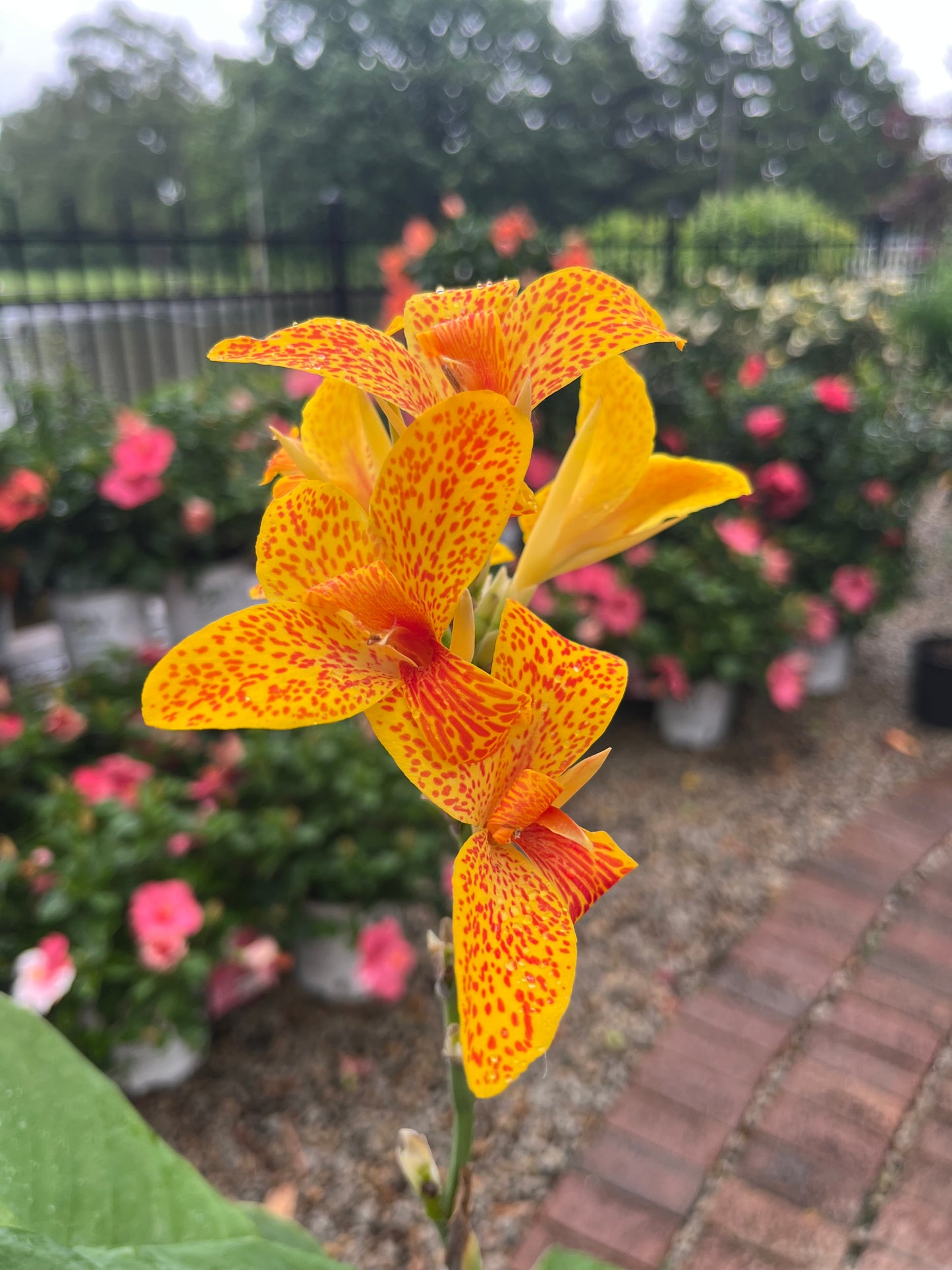 Hardy Canna | Tenerife - 2 Gallon