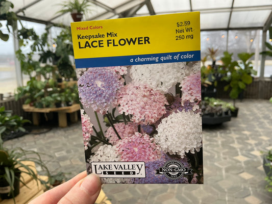 Didiscus | Lace Flower Seed