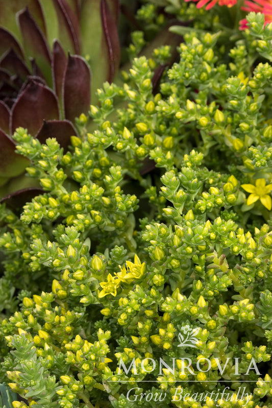 Sedum | Goldmoss Stonecrop - 1 Quart