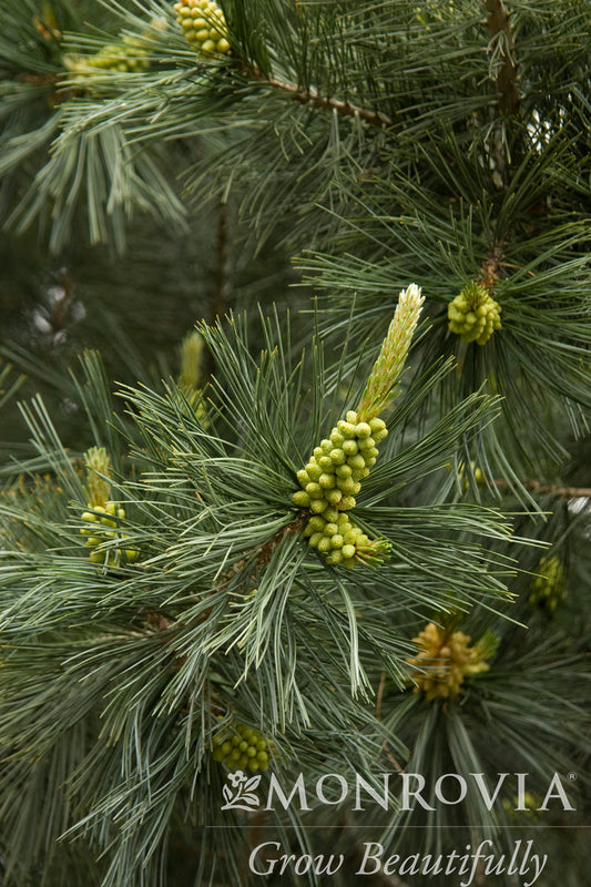 Pinus | Vanderwolf's Pyramid Limber Pine - 10 Gallon