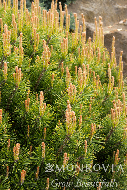 Pinus | Dwarf Mugo Pine