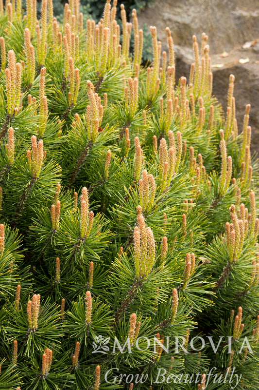 Pinus | Dwarf Mugo Pine - 3 Gallon