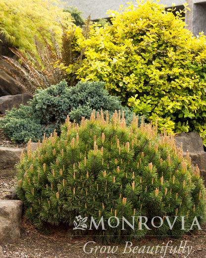 Pinus | Dwarf Mugo Pine