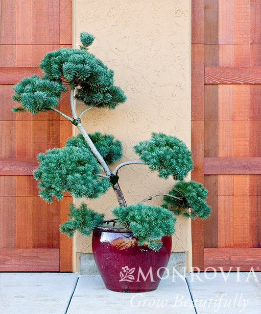 Pinus | French Blue Pine | Pom Pom - 10 Gallon