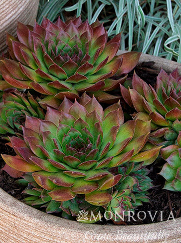 Sempervivum | Black Hens & Chicks - 1 Gallon
