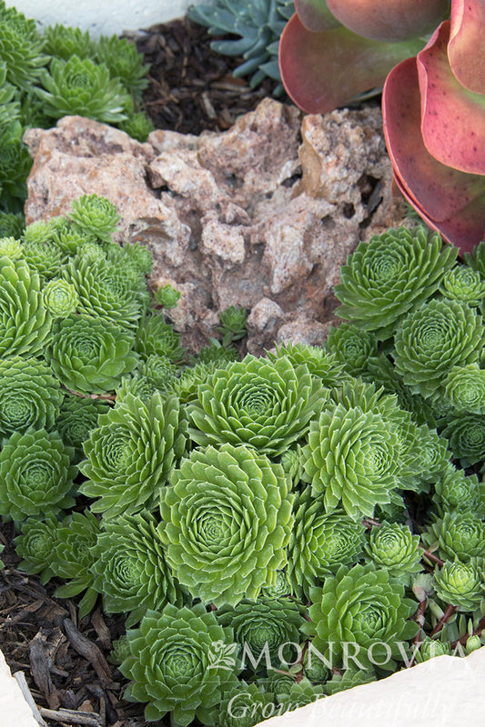 Sempervivum | Green Wheel Hens & Chicks - 1 Quart