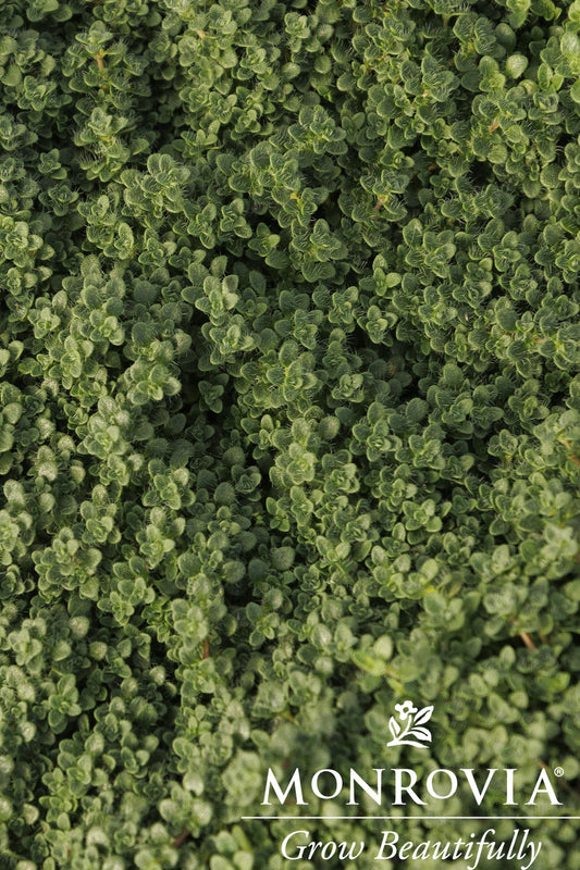 Thymus | Elfin Creeping Thyme - 1 Gallon