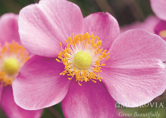 Anemone | September Charm Anemone - 1 Gallon