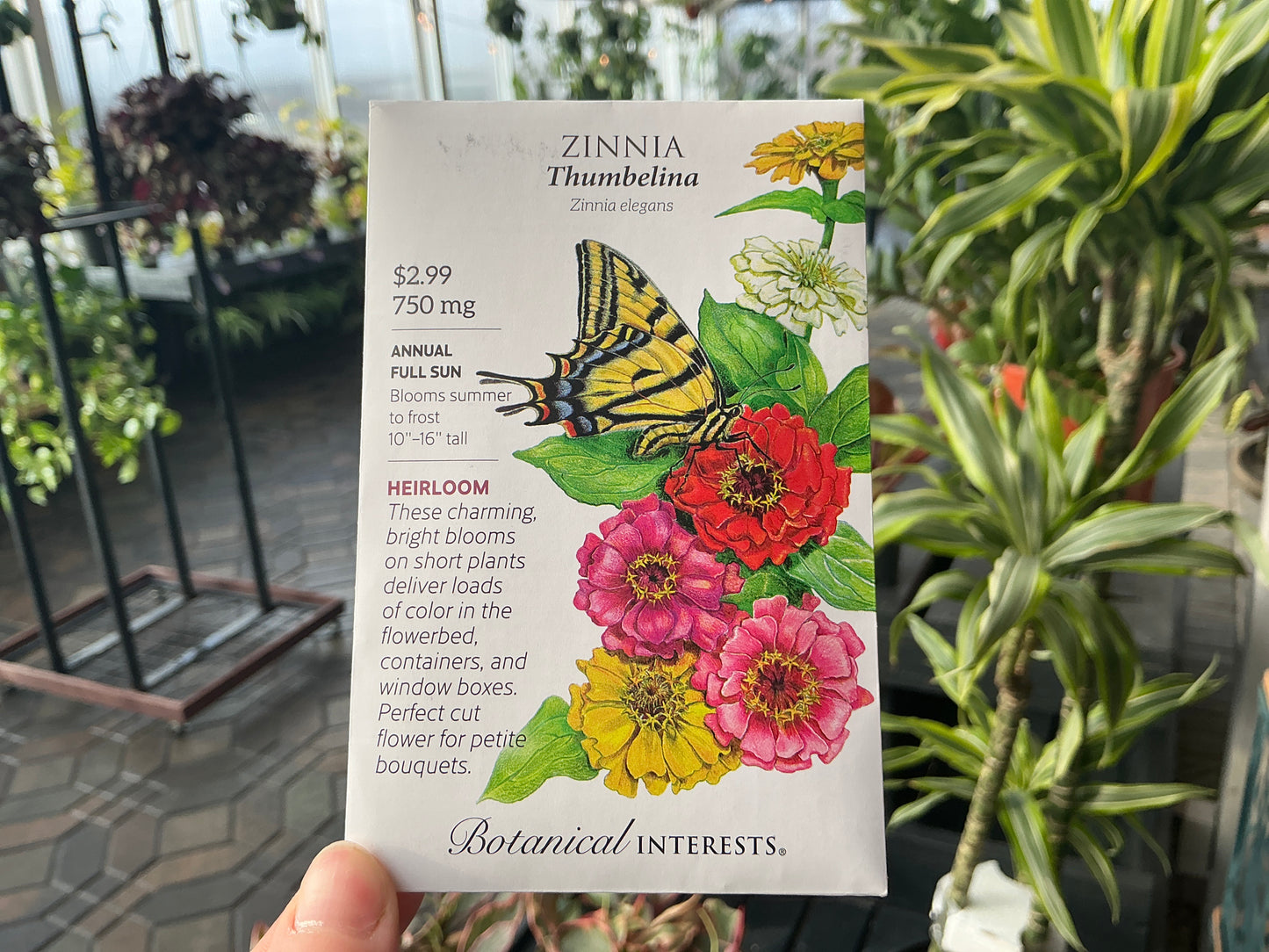 Zinnia | Zinnia Seed