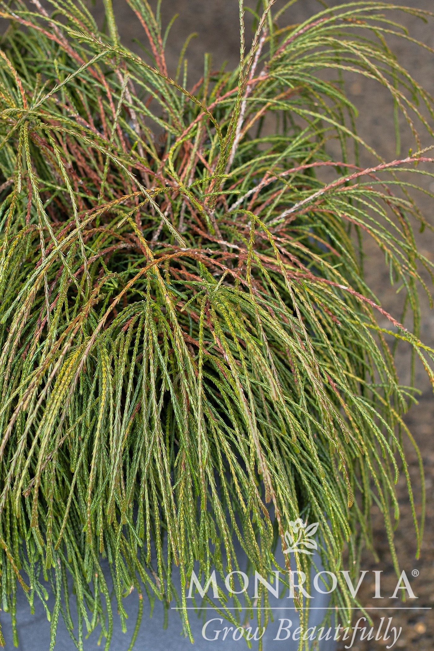 Thuja | Whipcord Arborvitae - 2 Gallon