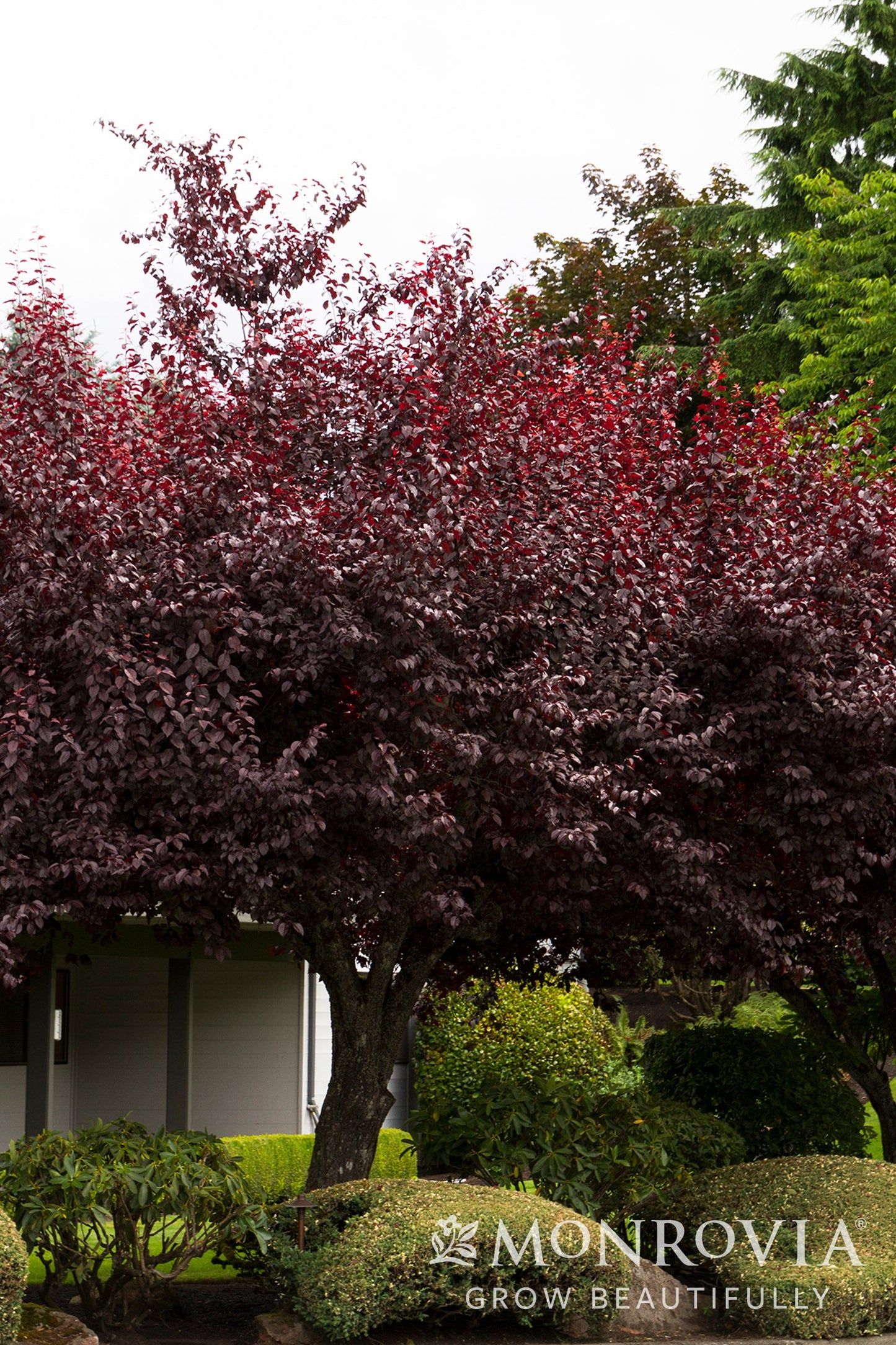 Prunus | Krauter Vesuvius Plum - 7 Gallon