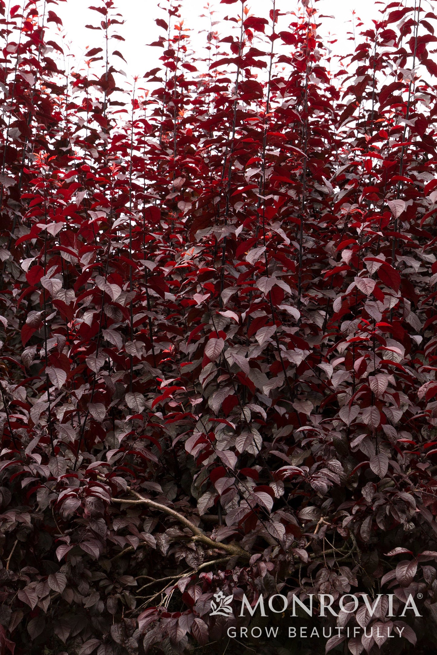 Prunus | Krauter Vesuvius Plum - 15 Gallon
