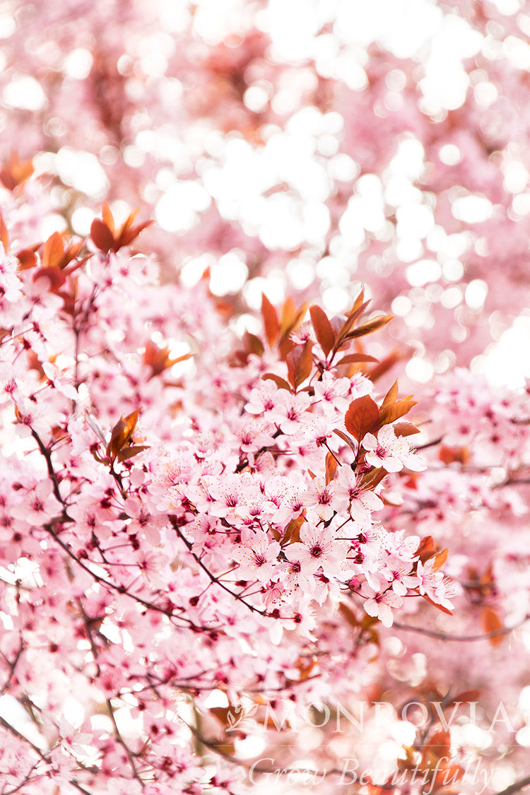 Prunus | Thundercloud Plum