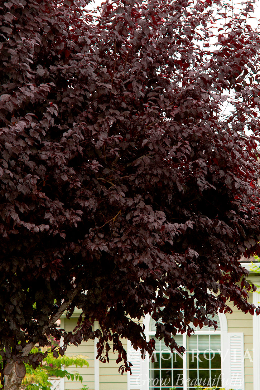 Prunus | Thundercloud Plum