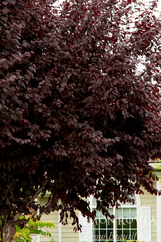 Prunus | Thundercloud Plum