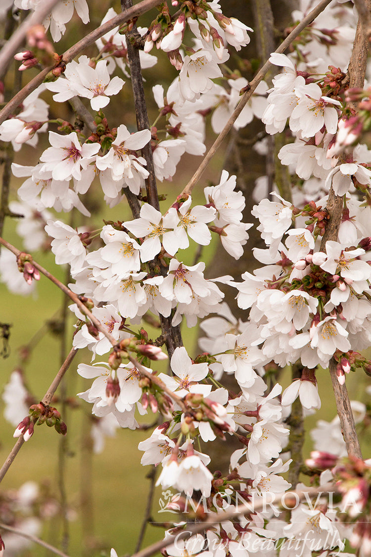 Prunus | Snow Fountains Weeping Cherry - 10 Gallon