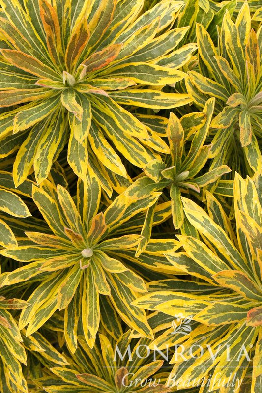 Euphorbia | Ascot Rainbow Spurge