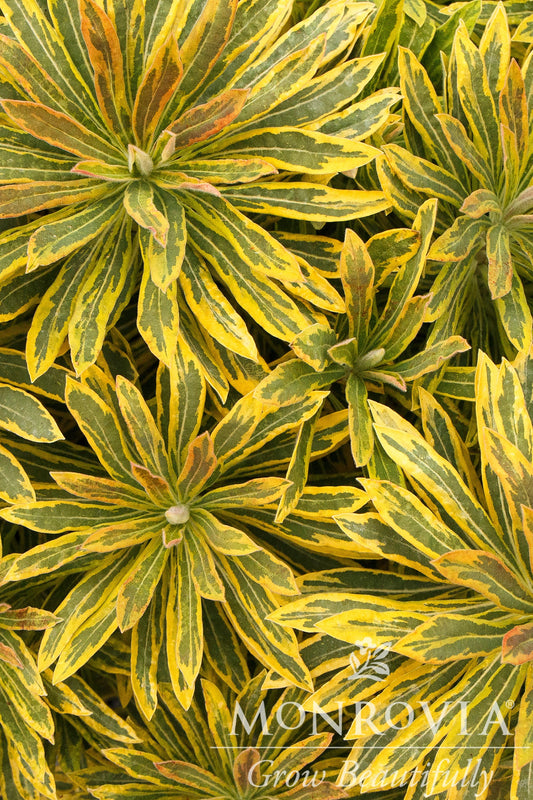 Euphorbia | Ascot Rainbow Spurge - 1 Gallon