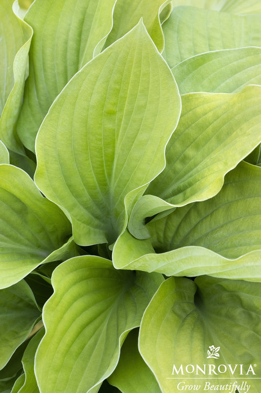 Hosta | August Moon Hosta - 1 Gallon