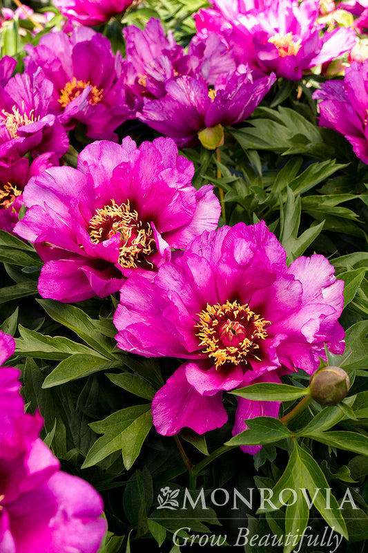 Paeonia | Morning Lilac Itoh Peony - 3 Gallon