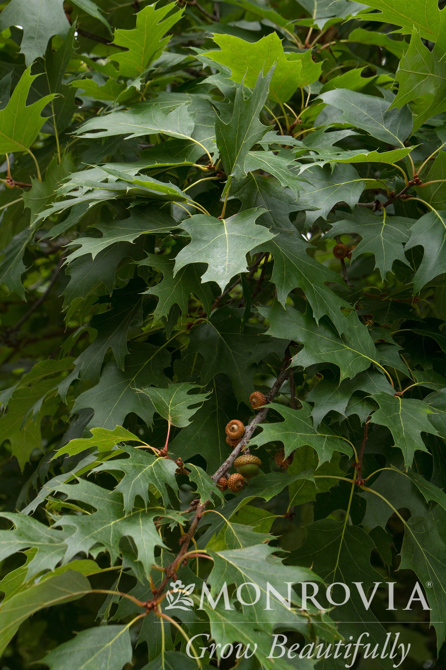 Quercus | Northern Red Oak