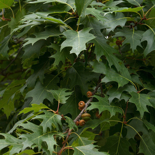 Quercus | Northern Red Oak - 15 Gallon