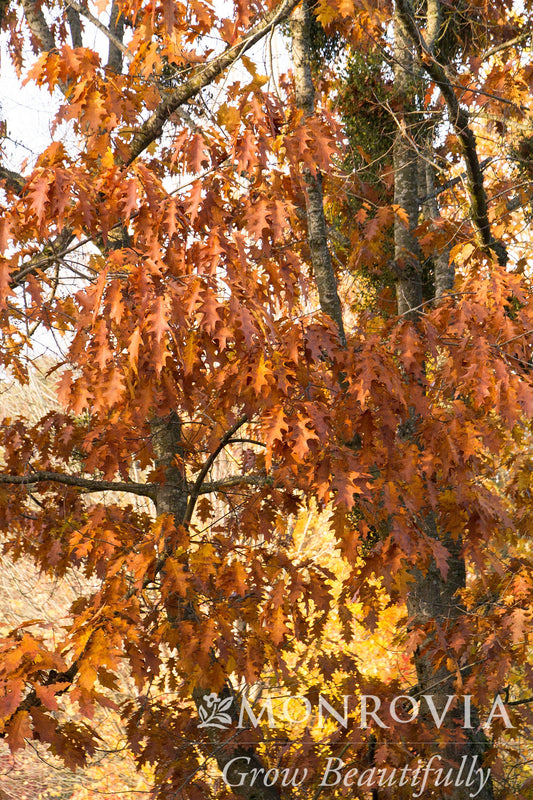 Quercus | Northern Red Oak - 10 Gallon