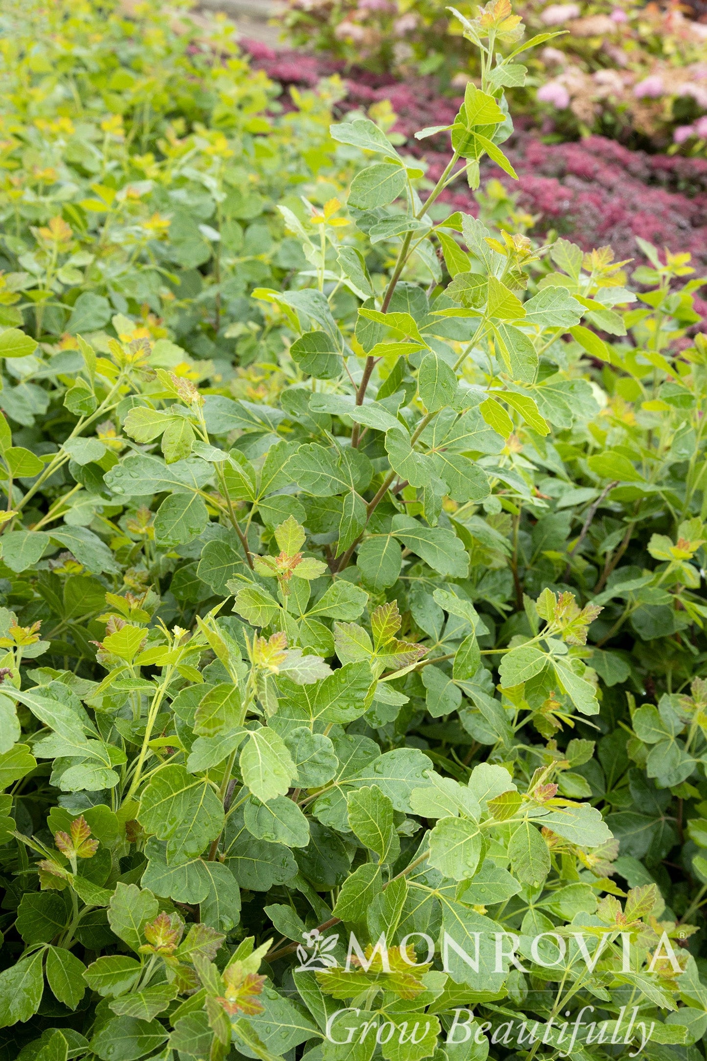 Rhus | Gro-Low Fragrant Sumac - 3 Gallon