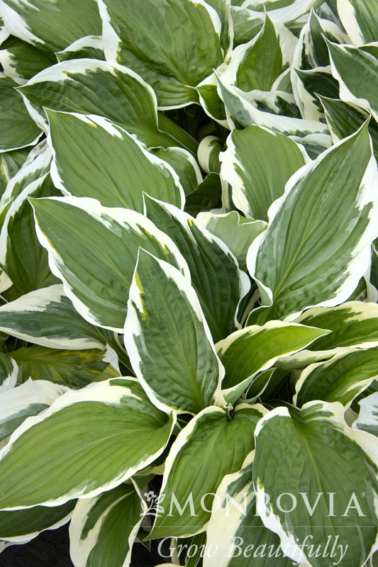 Hosta | Minuteman Hosta - 1 Gallon