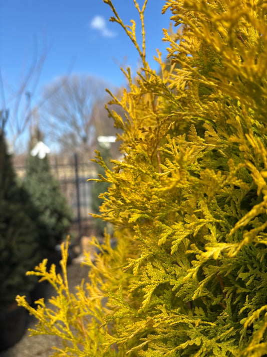 Thuja | Amber Gold Arborvitae